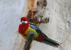 Platycercus eximius diemenensis