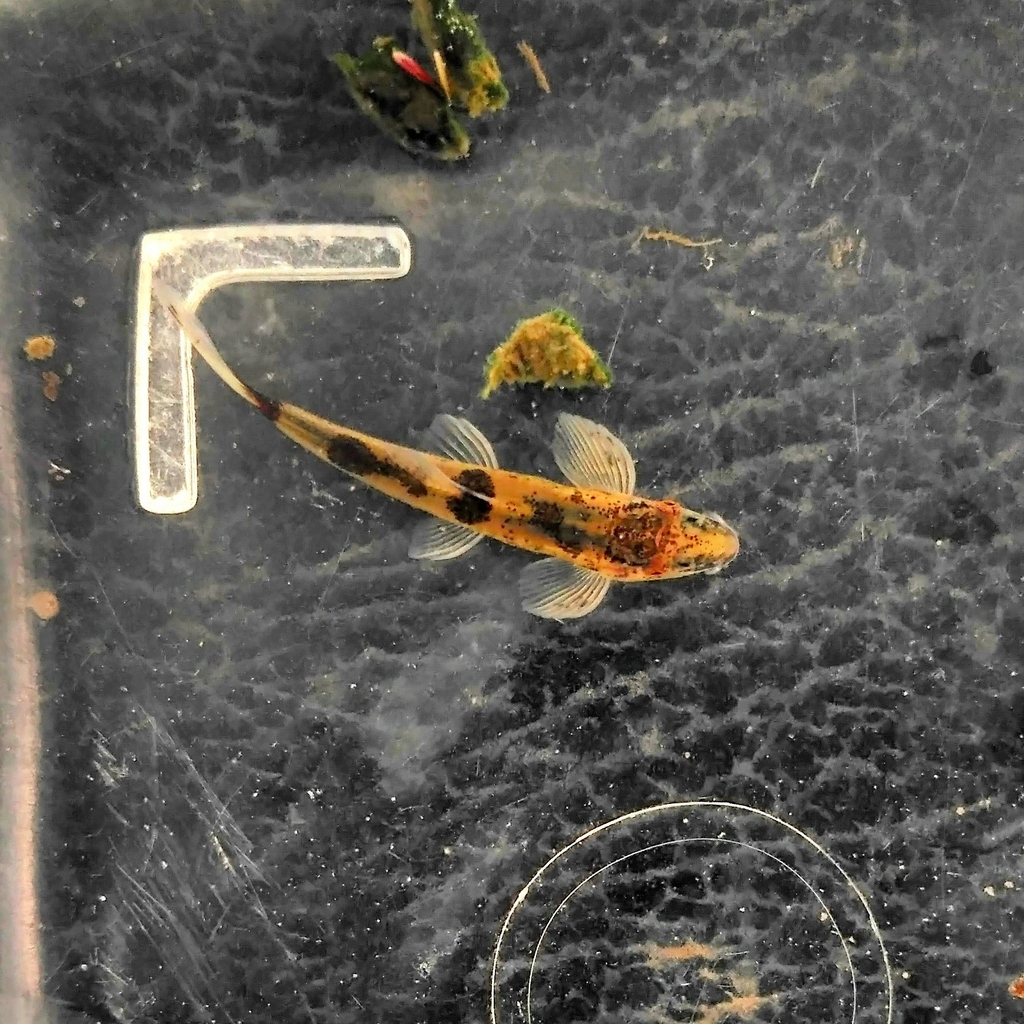 Homaloptera ocellata (Homaloptera ocellata)