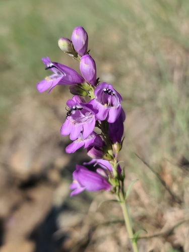 Image of Penstemon deaveri by no rights reserved