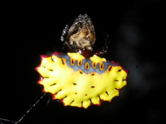 Aranoethra cambridgei