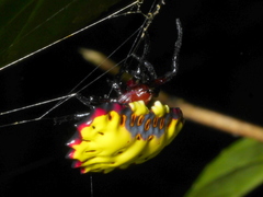 Aranoethra cambridgei