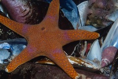 Callopatiria formosa