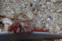 Apletodon pellegrini