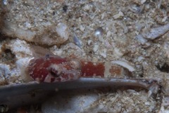 Apletodon pellegrini