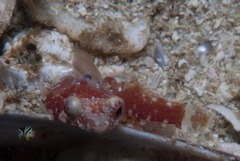Apletodon pellegrini