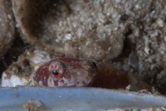 Apletodon pellegrini