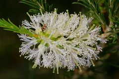Melaleuca armillaris