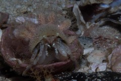 Anapagurus hendersoni