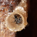 Mopani Bees - Photo (c) Matt Muir, some rights reserved (CC BY), uploaded by Matt Muir