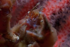 Achaeopsis spinulosa