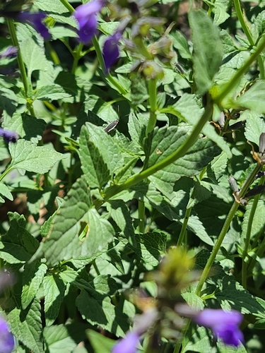 Image of Salvia arizonica by no rights reserved