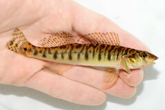 Chesapeake Logperch photo 1