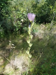Sidalcea robusta