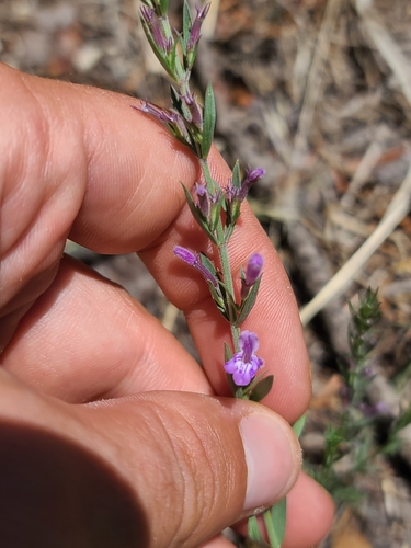 Oblongleaf False Pennyroyal (Hedeoma oblongifolia)