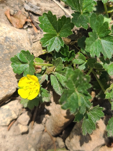 Potentilla albiflora