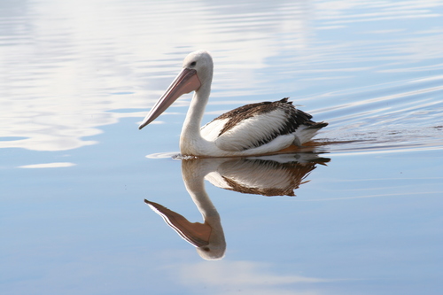 Australian Pelican (Pelecanus conspicillatus), photo 5