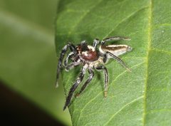 Opisthoncus mordax