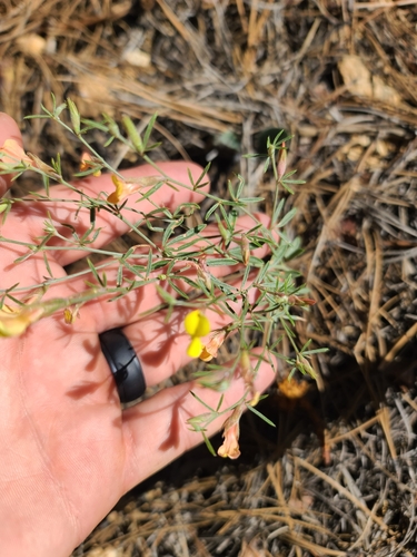 Image of Acmispon wrightii by no rights reserved