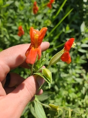 author not stated, no rights reserved Erythranthe cinnabarina, photograph author not stated, no rights reserved