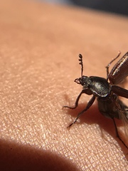 Platyceroides infernus