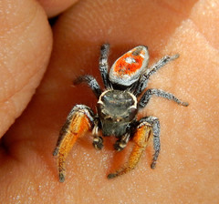 Phidippus cruentus
