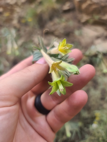 Image of Lithospermum thurberi by no rights reserved