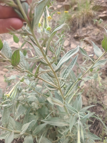 Image of Lithospermum thurberi by no rights reserved