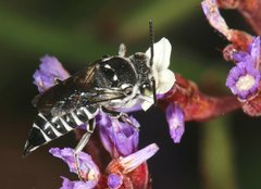 Coelioxys albolineatus