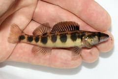 Stripeback Darter photo 1