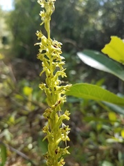 Platanthera michaelii