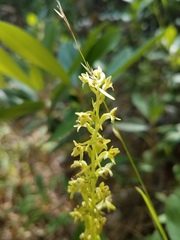 Platanthera michaelii