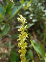 Platanthera michaelii
