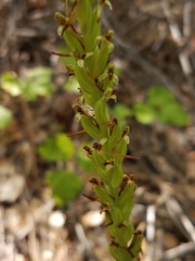 Platanthera michaelii