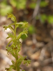 Platanthera michaelii