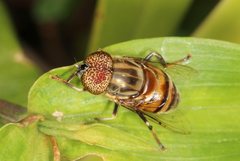 Eristalinus aurulans