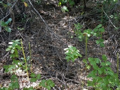 Platanthera michaelii
