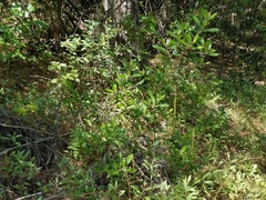 Platanthera michaelii