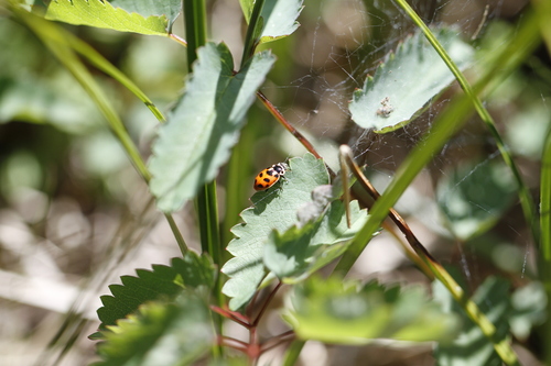 Washington's Lady Beetle
