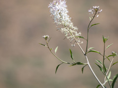 Thelypodium wrightii