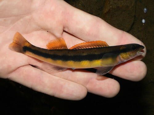 Tangerine Darter