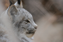 Lynx