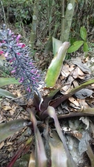 Aechmea lueddemanniana