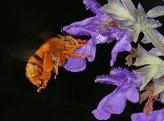 Amegilla bombiformis