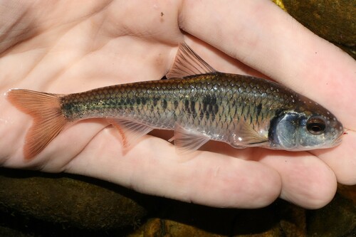 Striped Shiner, photo 7 of 7