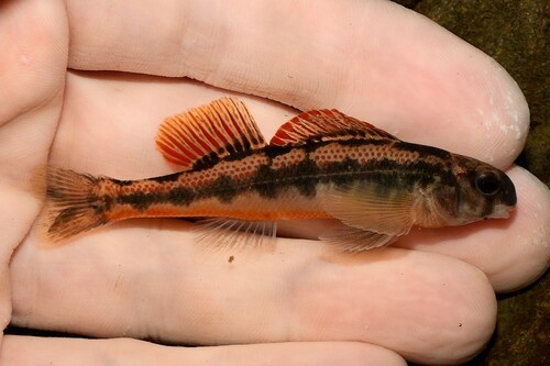 Tennessee Snubnose Darter