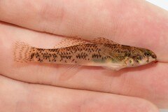 Riverweed Darter photo 5