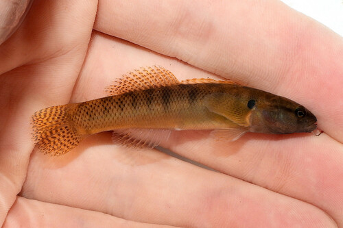 Fantail Darter
