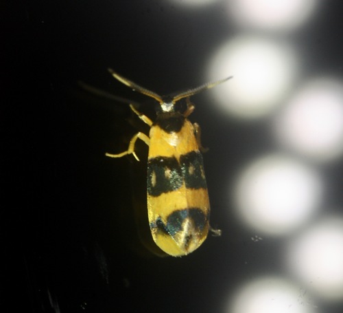Cisthene croesus