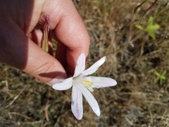 Brodiaea sierrae