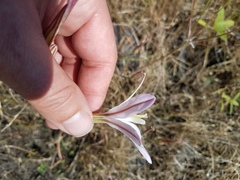 Brodiaea sierrae